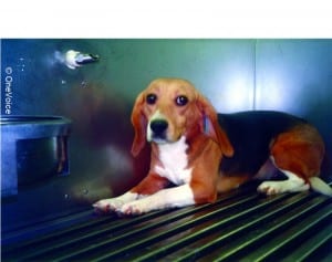 dog-vivisection-079, copyright OneVoice4