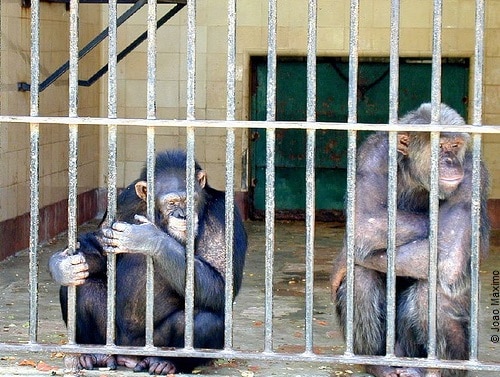 Chimpanser på NIH,copyright3