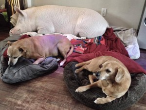 Esther sover middagssøvn med hundene
