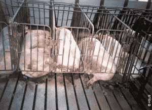 caged-pigs, copyright hsus