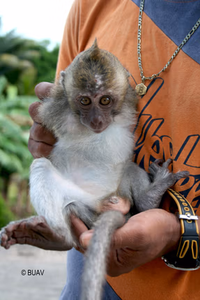 Forsøgsdyrenes Værn