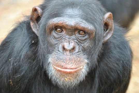 forsøgsdyrenes værn chimpanse